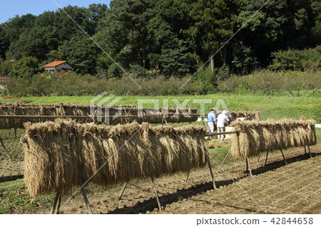 Scenery with rice drying 42844658