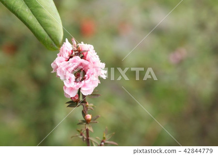 Manuka flower pink Manuka flower pink 42844779