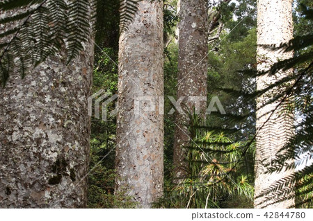 Kauri Huge tree sister Sugi Yakushima 42844780