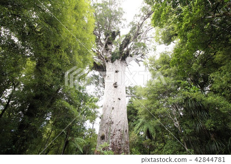 Tanemafuta Kauri Huge tree sister Sugi Yakushima 42844781