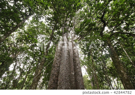 Three Sisters Kauri Giant Sisters Yakushima 42844782