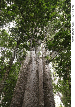 Three Sisters Kauri Giant Sisters Yakushima 42844783