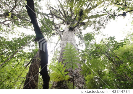 Kauri big trees look up 42844784