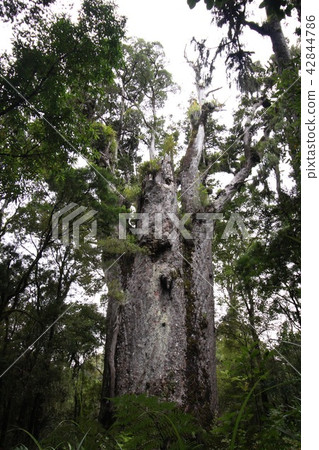 Te Matsua Natsure Kauri Big Tree 42844786