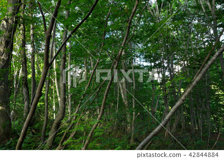 Takeyu nature observation education forest beech 42844884