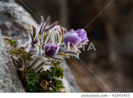 pasqueflower 42845455