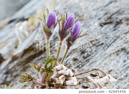 pasqueflower 42845456