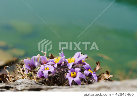 pasqueflower 42845460