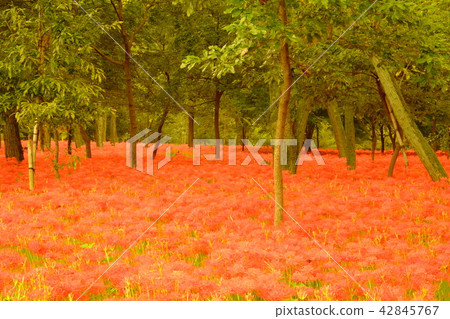 Higambuna blooming forest 42845767