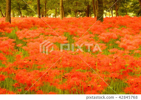 Higambuna blooming forest 42845768