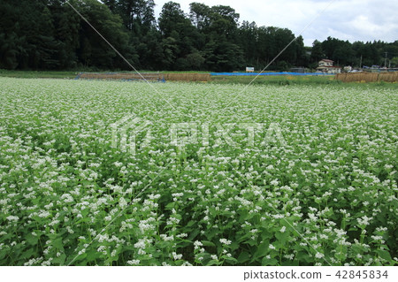 Scenery with rice drying Scenery with rice drying 42845834