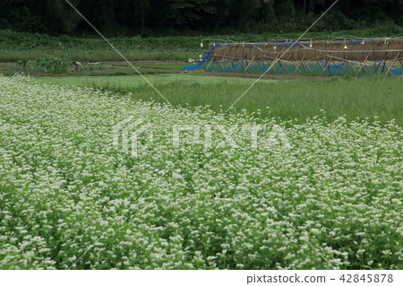 與米乾燥的風景 與米乾燥的風景 42845878