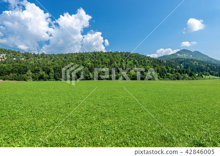 Forest in Summer - Trentino Alto Adige Italy 42846005