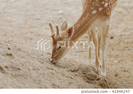 Doe eating plants in the aviary Doe eating plants in the aviary 42846247