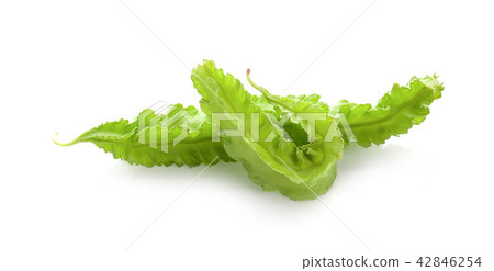Winged bean isolated on white background. 42846254