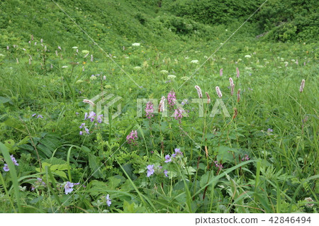Flower garden Flower garden 42846494