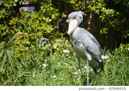 Birds not moving 42846618