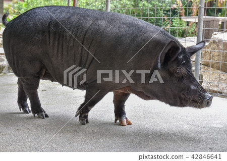 阿烏 阿烏 42846641