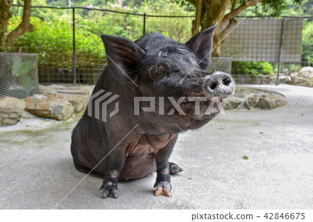 阿烏 阿烏 42846675