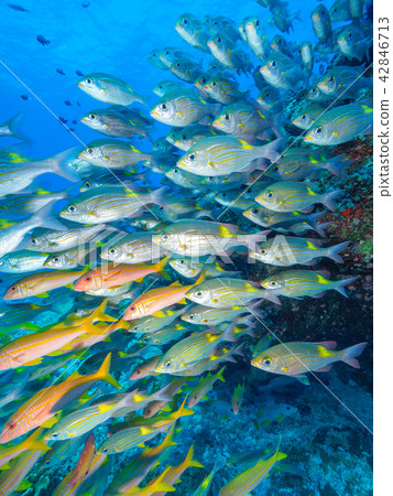 一群魚 一群魚 42846713
