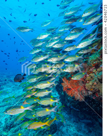 A group of fish A group of fish 42846715