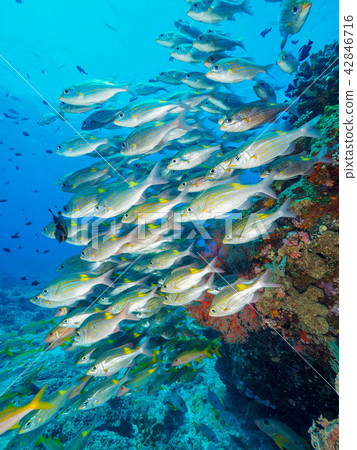 A Group Of Fish Stock Photo 42846716 Pixta