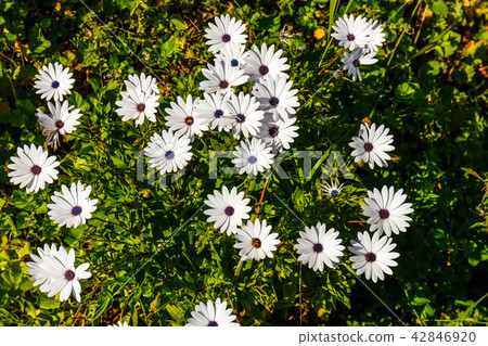 field of African daisy, natural background field of African daisy, natural background 42846920