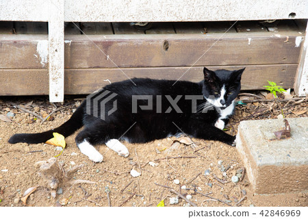 一隻貓 42846969