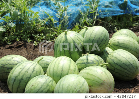 Harvest of watermelon 42847217