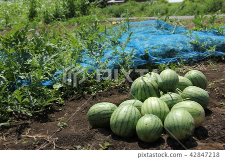 Harvest of watermelon 42847218