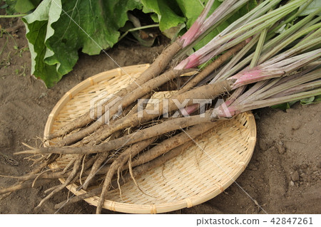 Harvesting salad burdock 42847261