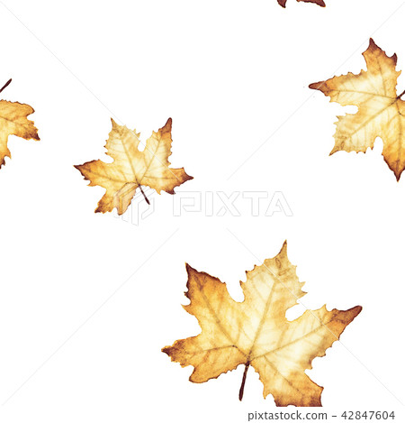 Watercolor seamless pattern with Maple leaves. 42847604