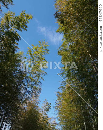 竹林 竹林 42847660