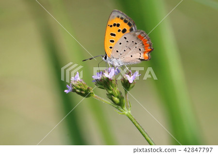 Lycaena phlaeas Lycaena phlaeas 42847797