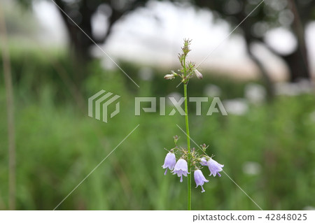 Adenophortriphylla Adenophortriphylla 42848025