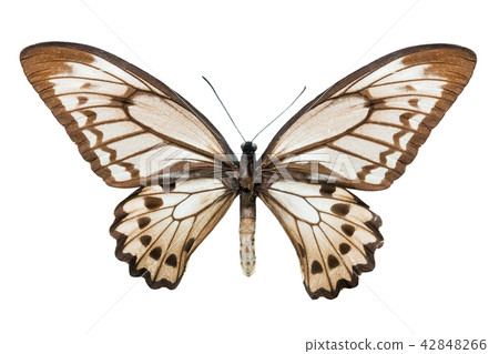 butterfly Ornithoptera croesus lydius f 42848266