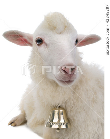 sheep with bell isolated sheep with bell isolated 42848297