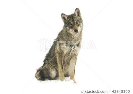 gray wolf 42848300