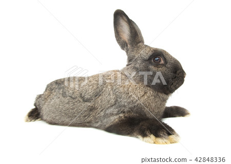 brown rabbit brown rabbit 42848336