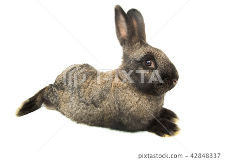 brown rabbit brown rabbit 42848337
