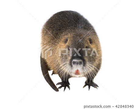 Coypu (Myocastor coypus) Coypu (Myocastor coypus) 42848340