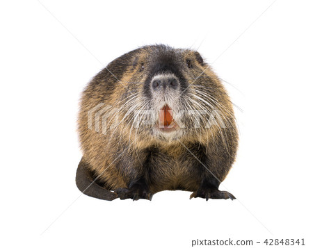 Coypu (Myocastor coypus) 42848341