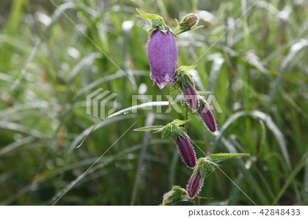 Firefly brush 42848433