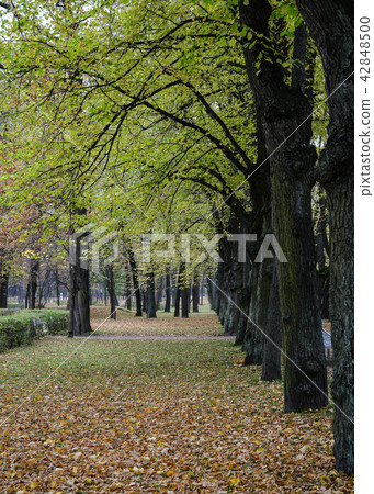 Autumn scenery of Saint Petersburg, Russia Autumn scenery of Saint Petersburg, Russia 42848500