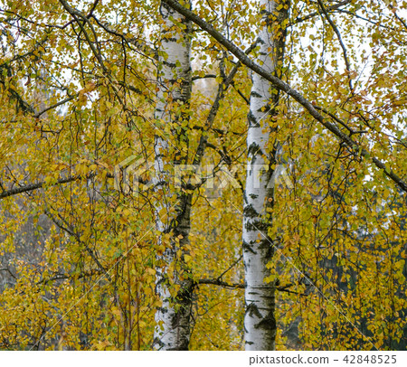 Autumn scenery of Saint Petersburg, Russia 42848525