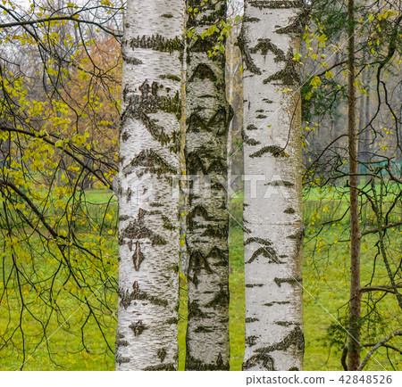 Autumn scenery of Saint Petersburg, Russia 42848526