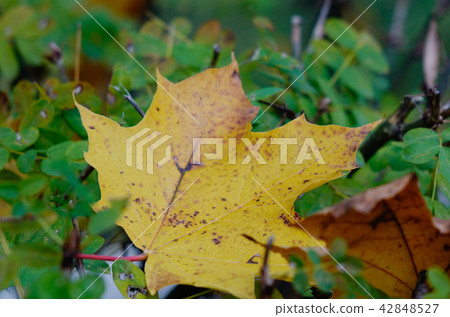 Fallen leaves at autumn in forest 42848527