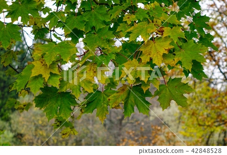 Autumn scenery of Saint Petersburg, Russia 42848528