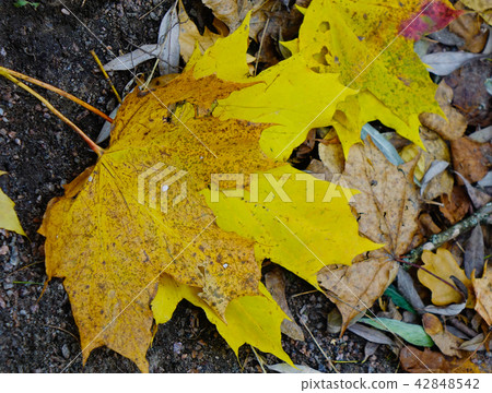 Fallen leaves at autumn in forest 42848542
