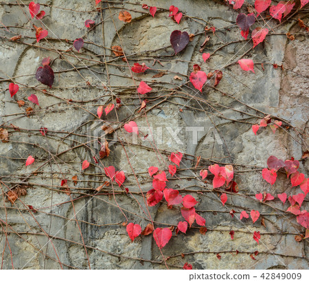 Wall covered in ivy with colorful leaves 42849009